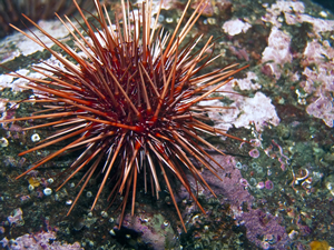red-sea-urchin2