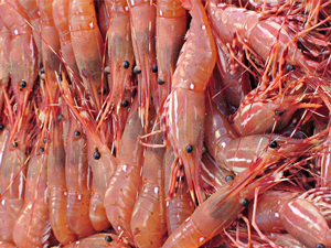 spot-prawn2