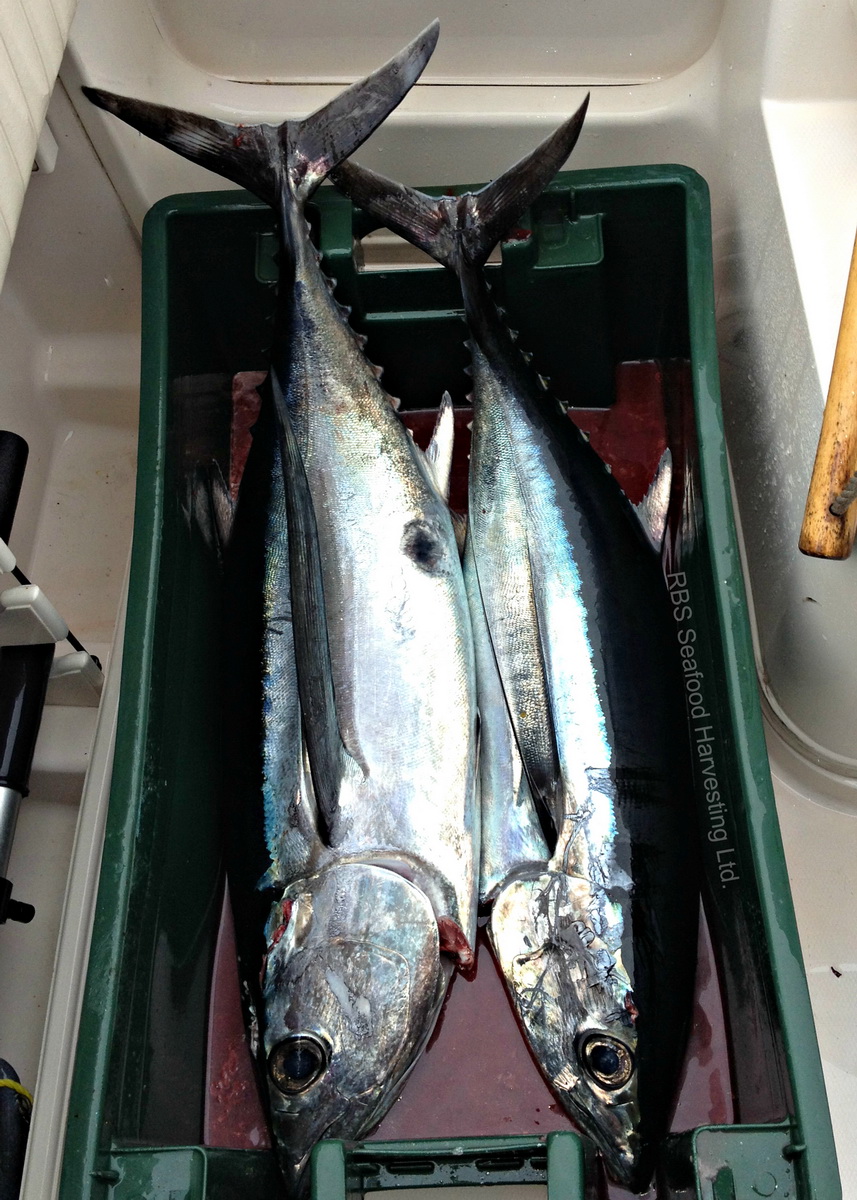 Albacore Tuna RBS Seafood Harvesting Sushi Grade Thunnus Alalunga 