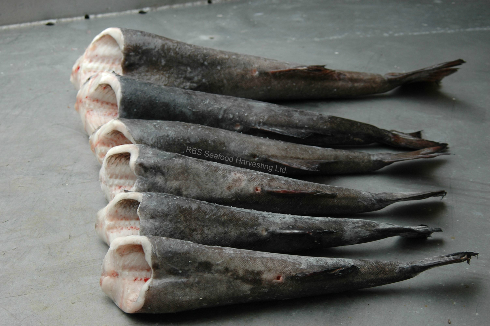 Pacific Black Cod RBS Seafood Harvesting Sable Fish