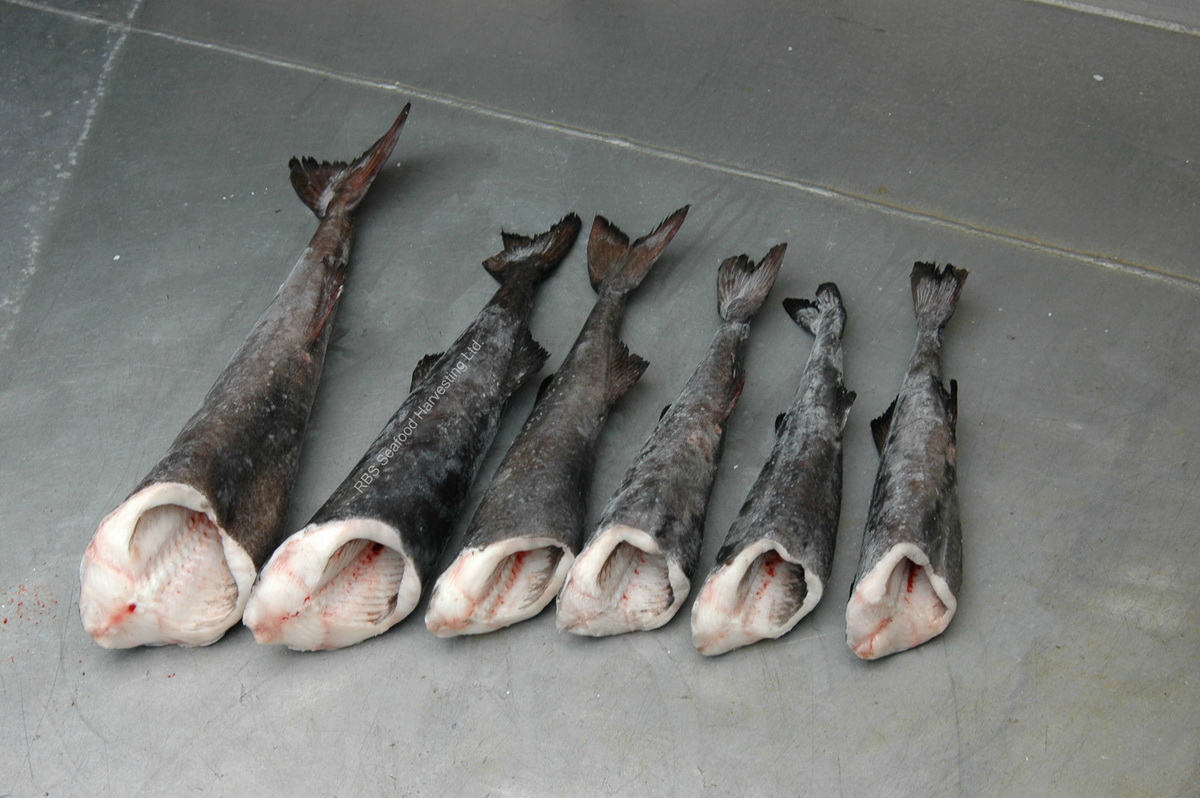 Pacific Black Cod RBS Seafood Harvesting Sable Fish